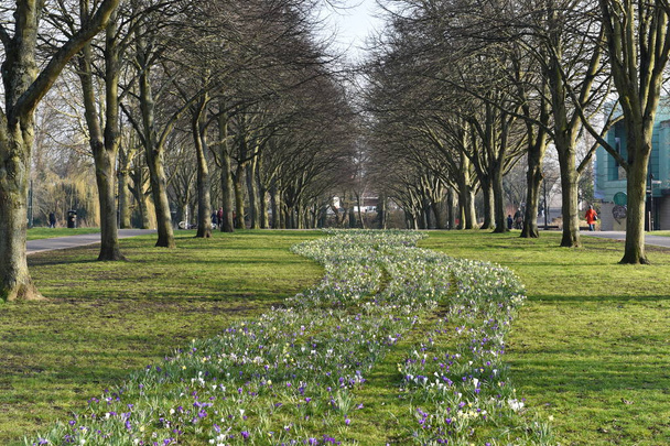 View of green Park with flowers in Early Spring - Photo, image
