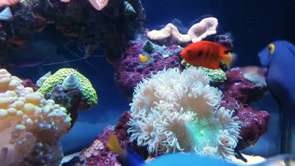 Poisson rouge dans l'aquarium d'eau douce
 - Séquence, vidéo