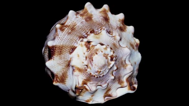 Seashell aislado sobre fondo negro, luz blanca de cerca, detalle
 - Metraje, vídeo