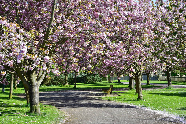 Tiernos árboles de sakura floreciendo en primavera
 - Foto, imagen