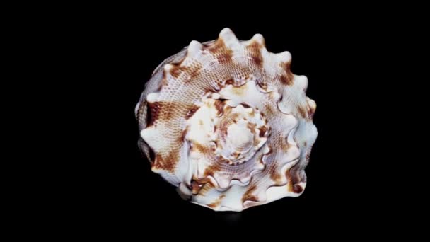 Seashell geïsoleerd op zwarte achtergrond, witte lichte Close-up, Detail - Video