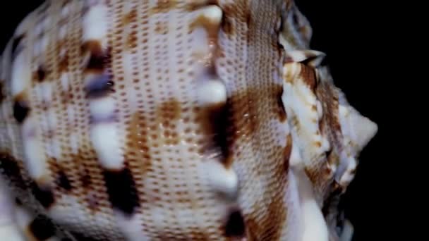 Seashell Isolated on Black Background, White Light  Close-up, Detail - Footage, Video