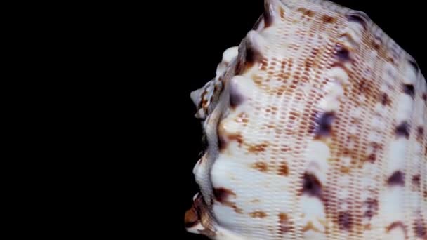 貝殻の黒い背景、白い光のクローズ アップ、詳細に分離 - 映像、動画