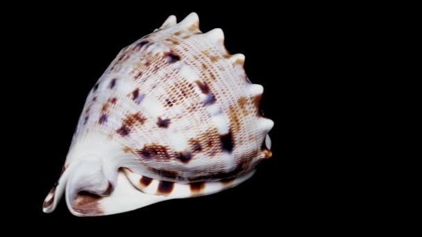Seashell Isolated on Black Background, White Light  Close-up, Detail - Footage, Video