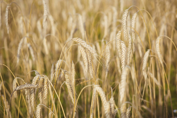 Wheat spikelets, cereal grain, seeds, agriculture - Foto, Imagem