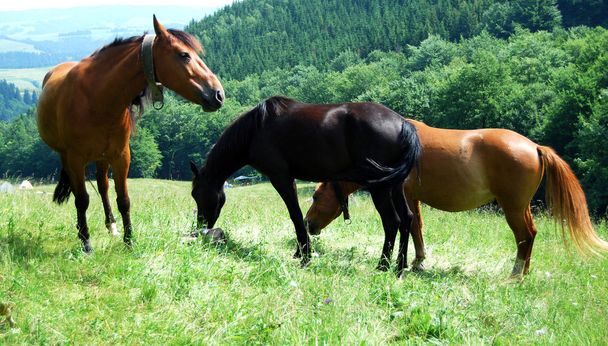 Horses pasture in mountain - Foto, Imagen
