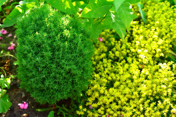 Summer background in the garden of thuja teddy and wild grass Sedum acre. Nature, landscape design - Photo, Image