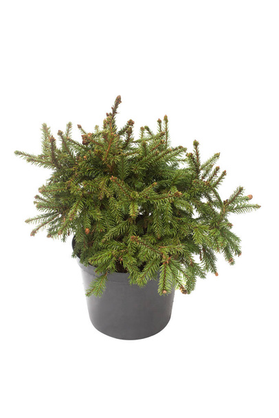 Spruce picea abies pusch with cones in a pot isolated on white background. Conifers. Christmas tree. New Year - Photo, Image