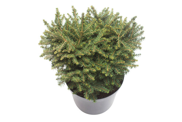 Spruce Picea Omorika Karel in a pot isolated on white background. Conifers. Christmas tree. New Year - Photo, Image