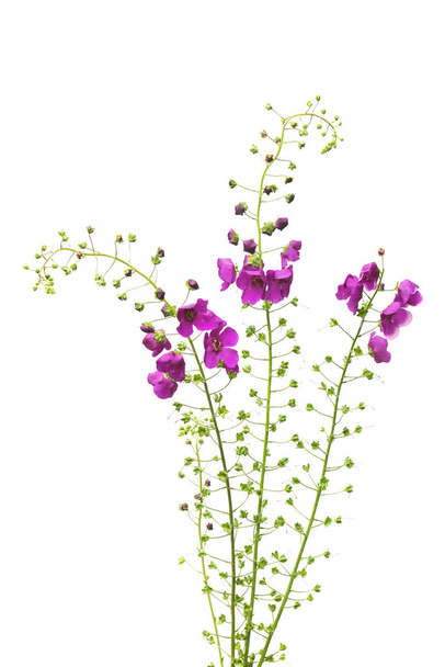 Wild grass curved shape isolated on white background. Beautiful bouquet of wild flowers. Unusual grass. Purple color. Flat lay, top view - Photo, Image