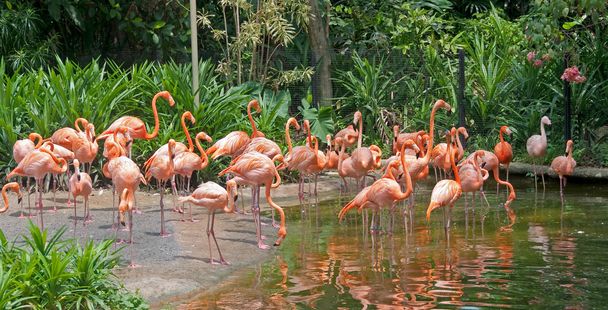 Flamingo paradise - Photo, Image