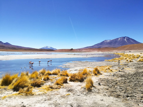 Laguna Hedionda vista, Bolivia
 - Foto, Imagen