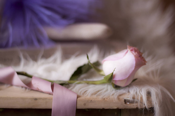 Primer plano de rosa rosa fresca colocada con cinta rosa colocada sobre mesa de madera
 - Foto, Imagen