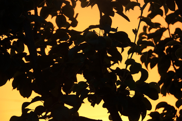 συγκρότημα αχλάδι δέντρο Περίληψη - Φωτογραφία, εικόνα