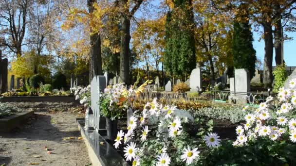 Marguerite flower grave - Footage, Video