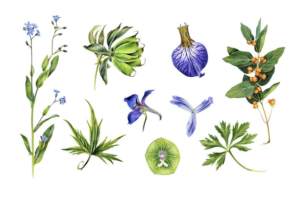 Set of botanical sketches. Delphinium, iris, globeflower, forget-me-not, helleborus and other. - Foto, Imagem