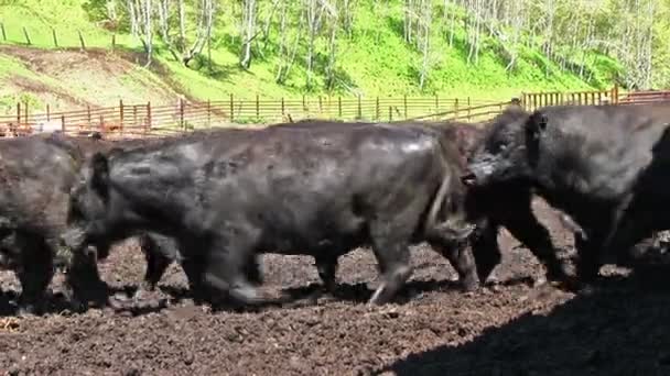 Vee boerderij, jonge stieren in een paddock - Video