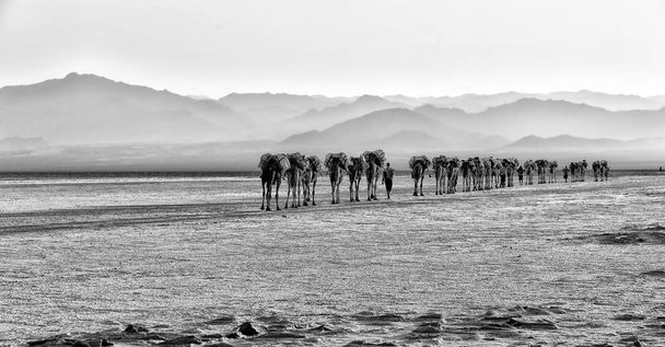 dans danakil ethiopia africa dans le lac salé les chameaux carovan et paysage
 - Photo, image