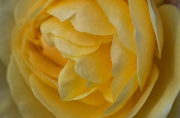 Beautiful yellow rose closeup - Photo, Image