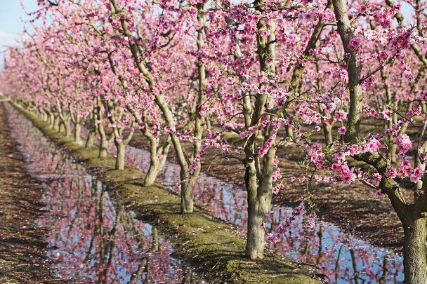 ピンクの咲く園花のトレイル、カリフォルニア、米国 - 写真・画像