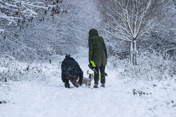 пара гуляє зі своїм собакою в лісі в важкий день снігу
. - Фото, зображення
