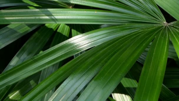 Jasne soczyste egzotycznych tropikalnych zieleni w klimacie równikowym lesie dżungli - Materiał filmowy, wideo