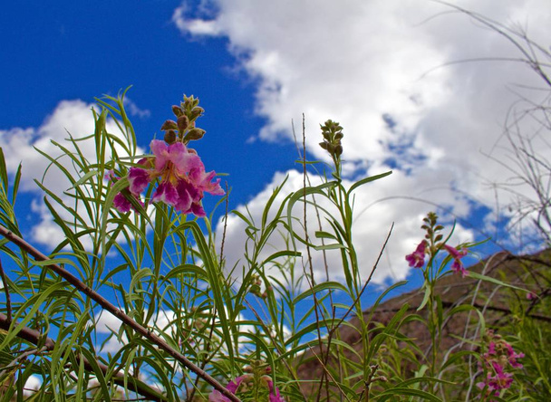 Růžový pouštní Vrba pohled zpod rostlina s modrým zamračenou oblohou nad - Fotografie, Obrázek