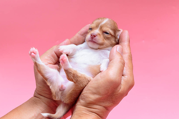 Újszülött kiskutya Chihuahua alszik a férfi kezét - Fotó, kép