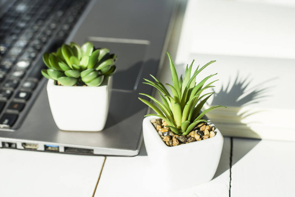 Two small pots with succulents at the computer on the desktop. Next to a white open notepad. A minimalistic stylish workplace - Fotografie, Obrázek