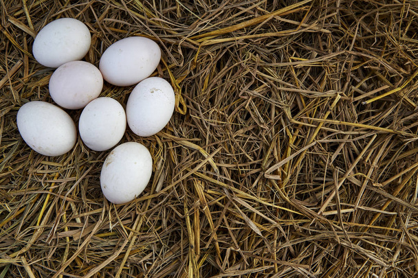 Fondo de Pascua, huevos de gallina blanca
  - Foto, Imagen
