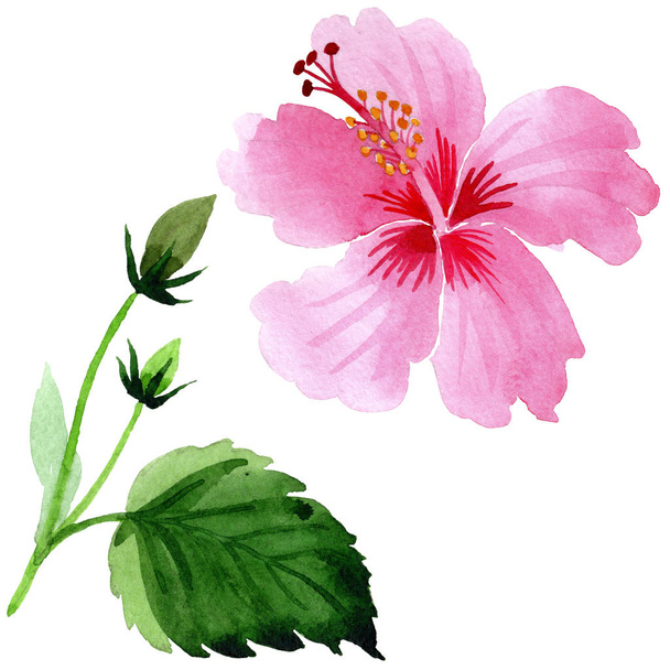Wildflower hibiscus pink flower in a watercolor style isolated. - Foto, afbeelding