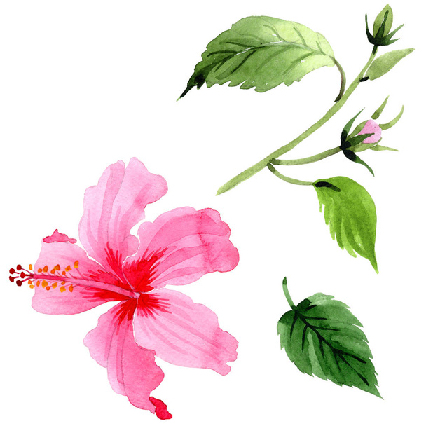 Wildflower hibiscus różowy kwiat w stylu przypominającym akwarele na białym tle. - Zdjęcie, obraz