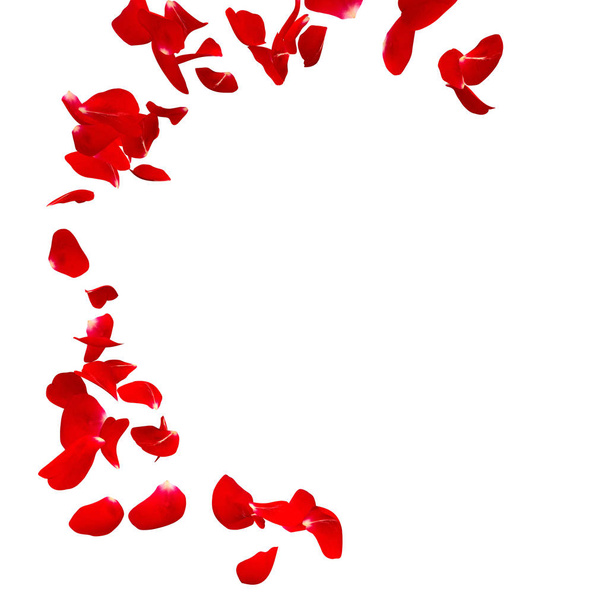 Kırmızı gül yaprakları bir daire içinde sinek. Fotoğraf ve metin için merkezi boş alan - Fotoğraf, Görsel