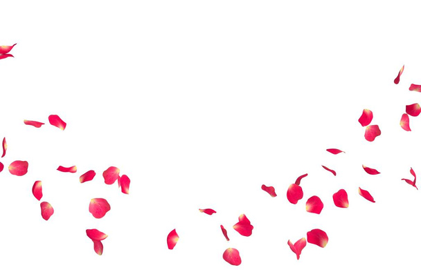 Rode rozenblaadjes vliegen in een cirkel. Het centrum van vrije ruimte voor uw foto's of tekst - Foto, afbeelding