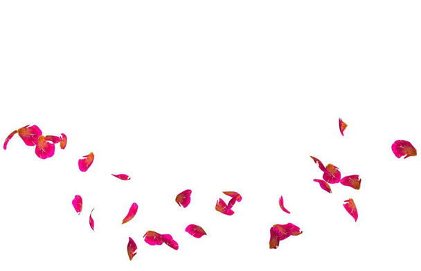 赤いバラの花びらは、円で飛ぶ。あなたの写真やテキストのセンター フリー スペース - 写真・画像