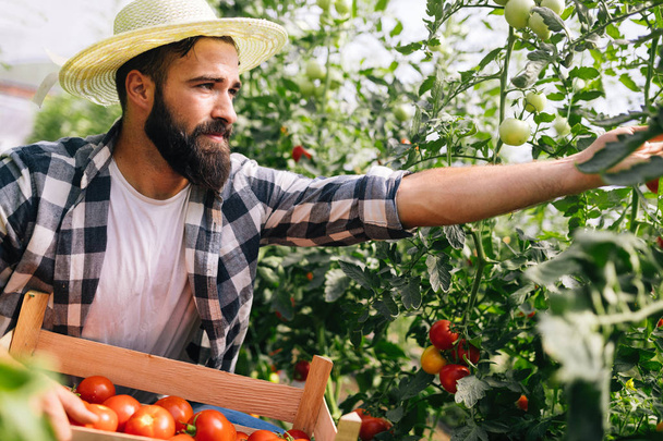 Male handsome farmer picking fresh tomatoes from his hothouse garden - Photo, image