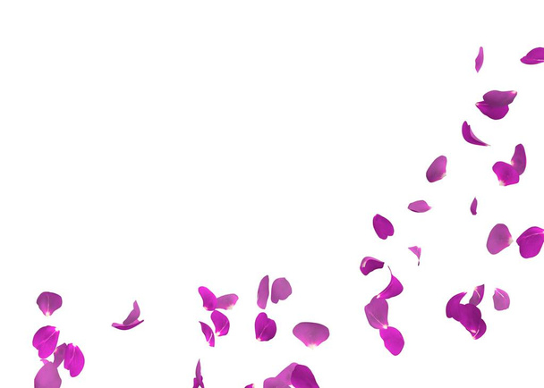 Purple rose petals flying. The center free space for Your photos or text - Photo, Image