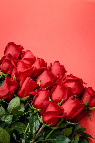 rose rosse su sfondo rosso
 - Foto, immagini
