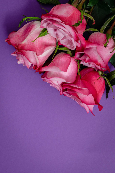 roses on a violet background - Foto, afbeelding