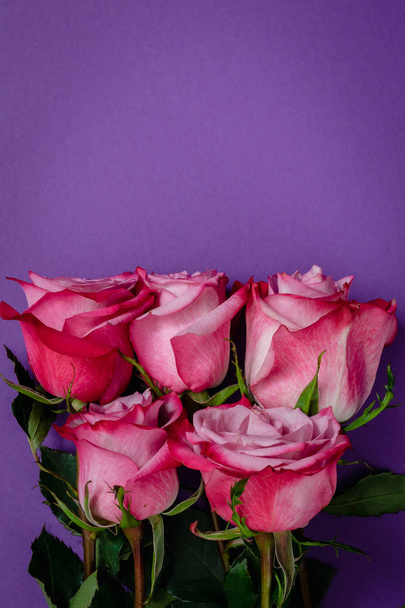 roses on a violet background - Foto, Imagem
