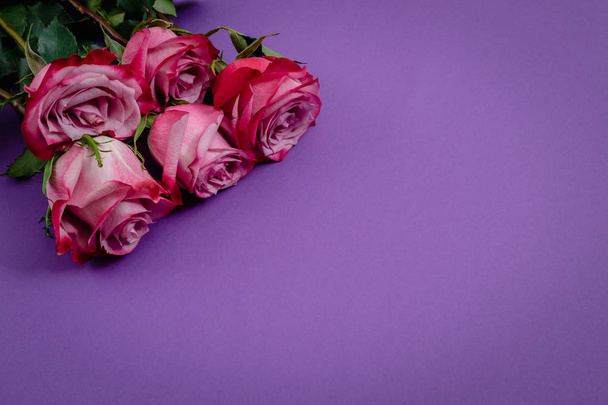 rosas sobre fondo violeta
 - Foto, Imagen