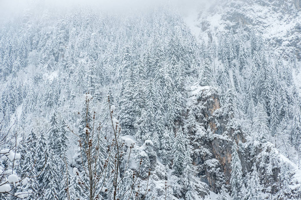 Ομιχλώδης θέα στο βουνό, γεμάτο χιόνι δέντρα. - Φωτογραφία, εικόνα