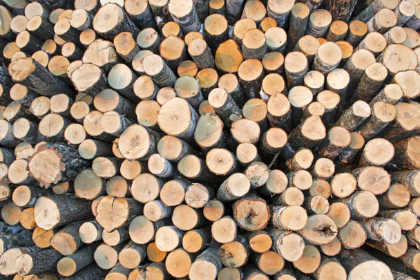 Birkenstämme auf dem Holzeinschlag - Foto, Bild