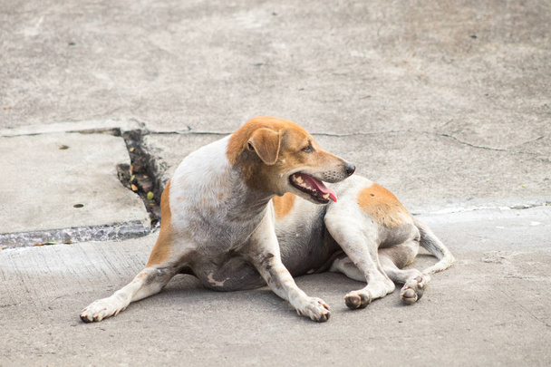 zabłąkane psy, biały i brązowy Tajski pies zbliżenie, bezdomny pies sam na ulicy, Vagrant zwierząt, pies z dwoma różnymi kolorami. - Zdjęcie, obraz