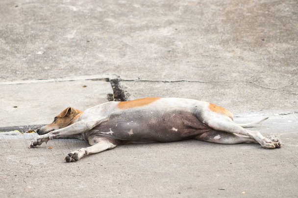 cani randagi, Bianco e marrone cane tailandese da vicino, cane senzatetto da solo per strada, Vagrant Animal, Cane con due diversi colori. - Foto, immagini