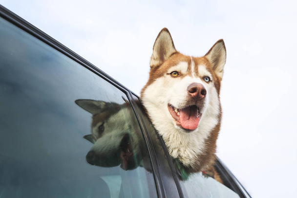 Σκύλος χάσκεϋ κρυφοκοιτάζει από το παράθυρο του αυτοκινήτου - Φωτογραφία, εικόνα