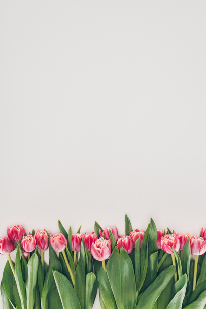 beautiful pink tulip flowers with green leaves on grey background - Fotó, kép