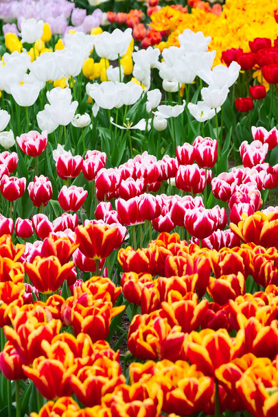 Parterre de tulipes, rouge, jaune, blanc
 - Photo, image