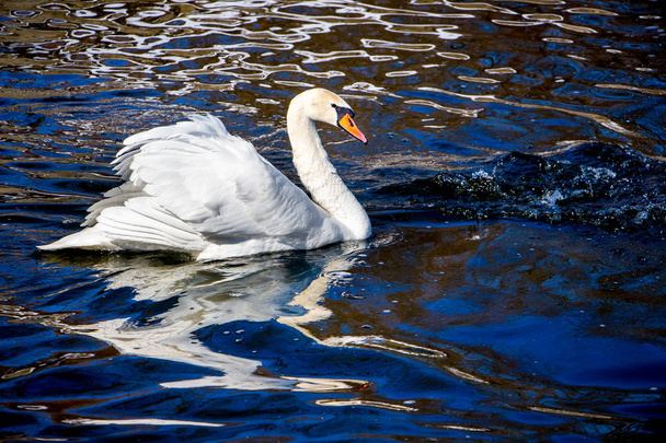 white swan on dark water,  reflection of  bird in  water_ - Photo, Image