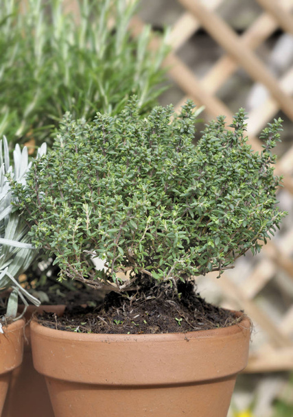 closeon thyme potted  - Foto, Imagen